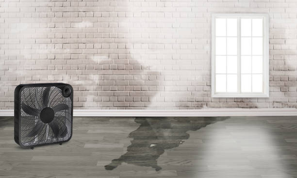 Best Carpet water damage restoration  in St Joseph, MO